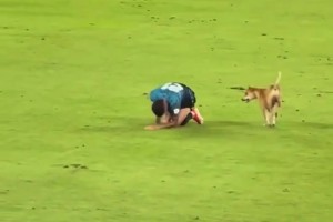 狗狗进场模仿球员受伤倒地…伤害性不大，侮辱性极强啊